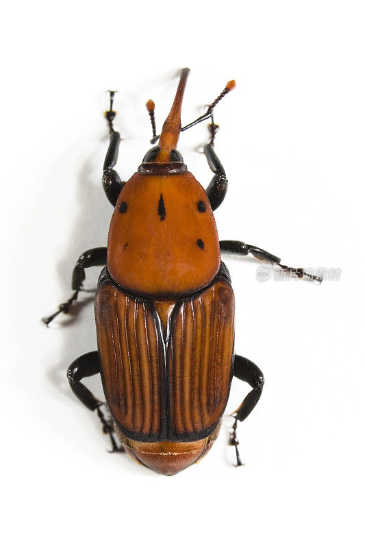 红棕榈象甲(Rhynchophorus ferrugineus)